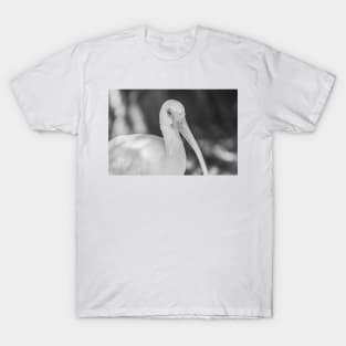 Close up of a black and white Ibis 2 T-Shirt